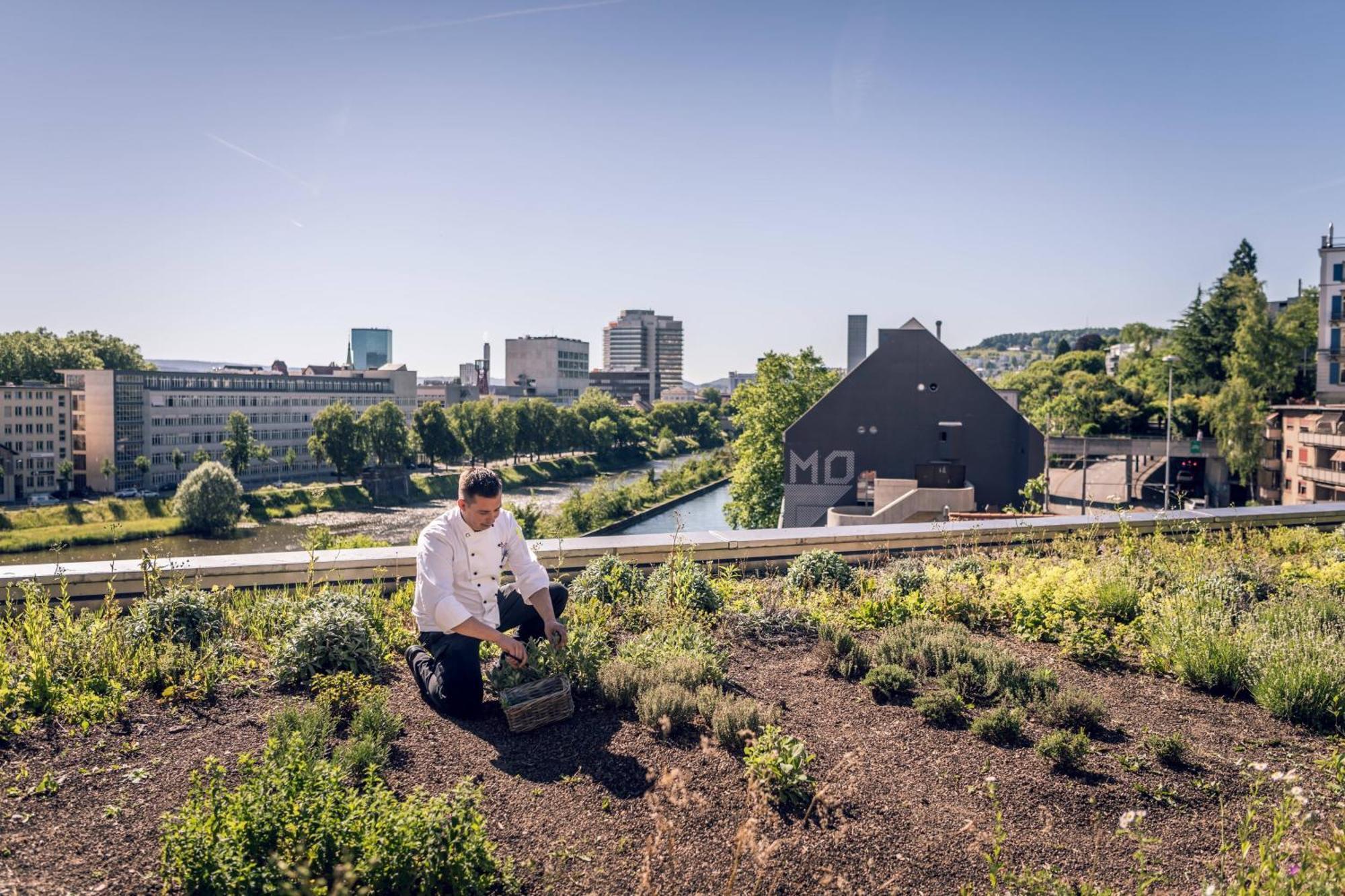 Zurich Marriott Hotel Екстер'єр фото The green roof of the University of Hohenheim